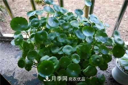 夏天乱浇水，月季多肉…浇一盆死一盆！(图4)