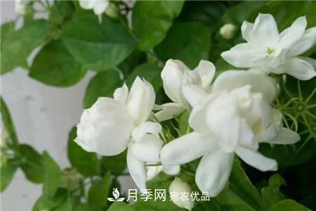 夏天乱浇水，月季多肉…浇一盆死一盆！(图6)