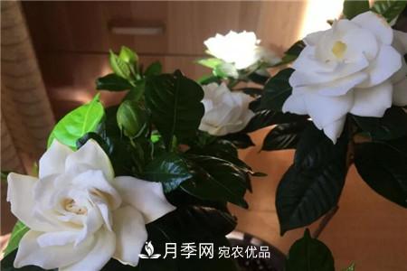 夏天乱浇水，月季多肉…浇一盆死一盆！(图2)