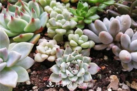 夏天乱浇水，月季多肉…浇一盆死一盆！(图3)