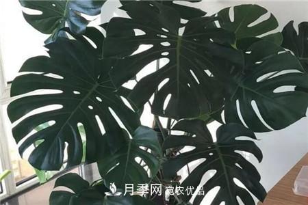 夏天乱浇水，月季多肉…浇一盆死一盆！(图12)