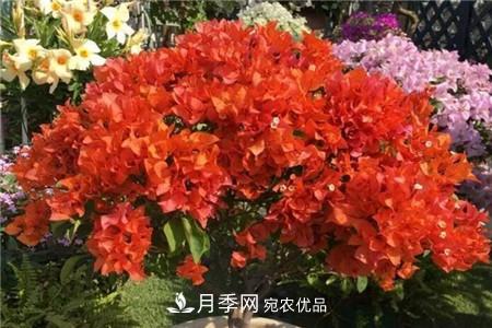 夏天乱浇水，月季多肉…浇一盆死一盆！(图10)