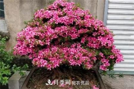 夏天乱浇水，月季多肉…浇一盆死一盆！(图9)