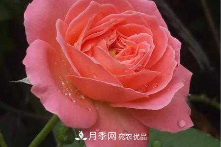 月季花冬天怎么过冬，冬天怎么剪枝(图2)