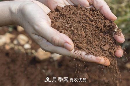 土壤 甜蜜马车微型月季的养殖方法(图1)