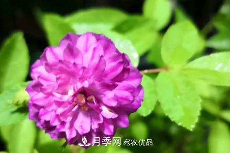 甜蜜马车 甜蜜马车微型月季的养殖方法(图2)