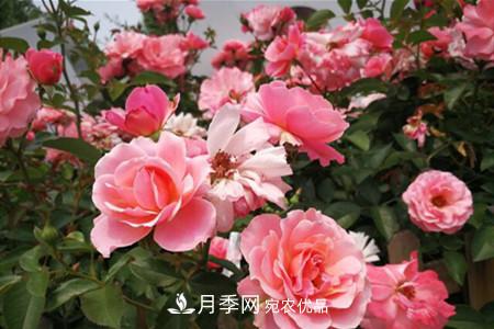 老桩月季/古桩月季移栽注意事项！(图3)