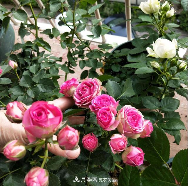 想要月季秋天爆花?9月养护很关键!做好这3点一盆开出几十朵花(图4) 想要月季秋天爆花?9月养护很关键!做好这3点一盆开出几十朵花(图4)