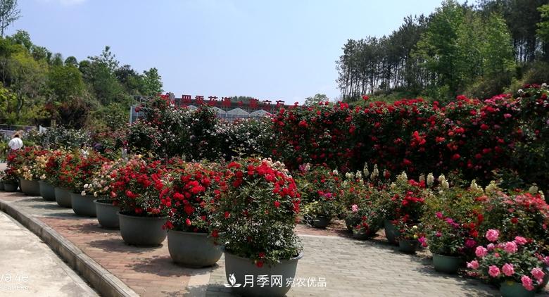 拱门造型月季浪漫穿行，梦幻般的时光旅行(图5)