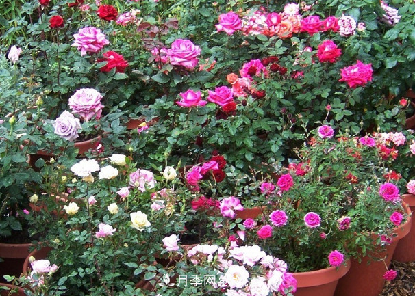 月季、三角梅、桂花、天竺葵，最适合秋天盆栽的花卉(图1)