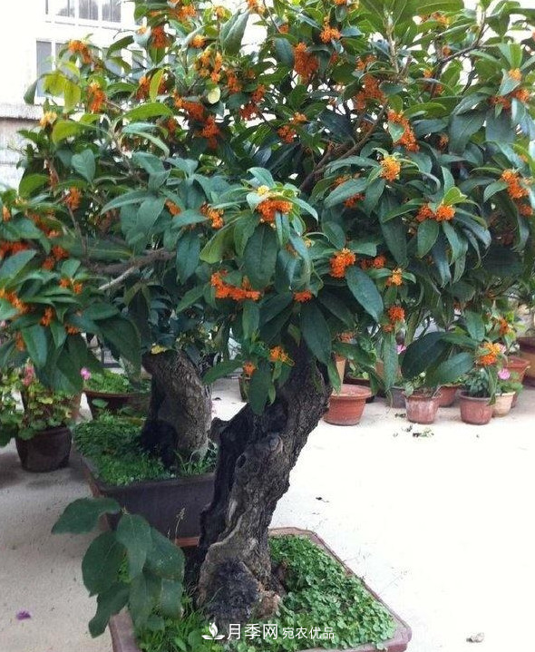 月季、三角梅、桂花、天竺葵，最适合秋天盆栽的花卉(图4)