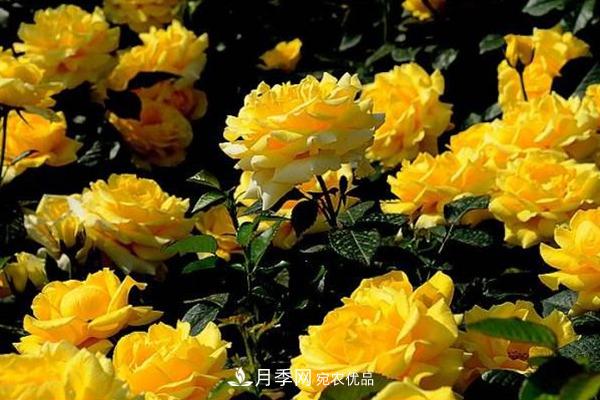 10个热门的丰花月季品种推荐(图9)