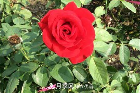 全攻略，香水月季怎么养长的好？(图1)