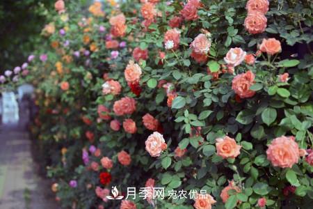 藤本月季制作月季花墙怎么固定？(图2)
