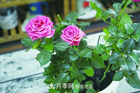 月季花的施肥方法(图1)