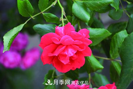 月季花的施肥方法(图3)