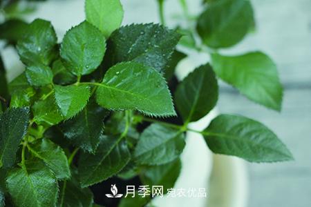 养护月季花施肥施什么肥料？(图3)