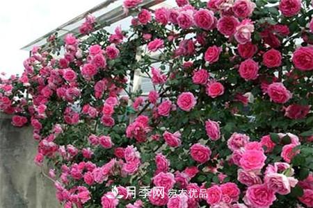 月季种类有哪些？带你了解藤本、灌木、微型、树状(图1)