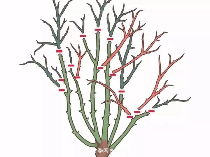 月季花夏季的修剪、施肥和防治病虫害攻略(图2)