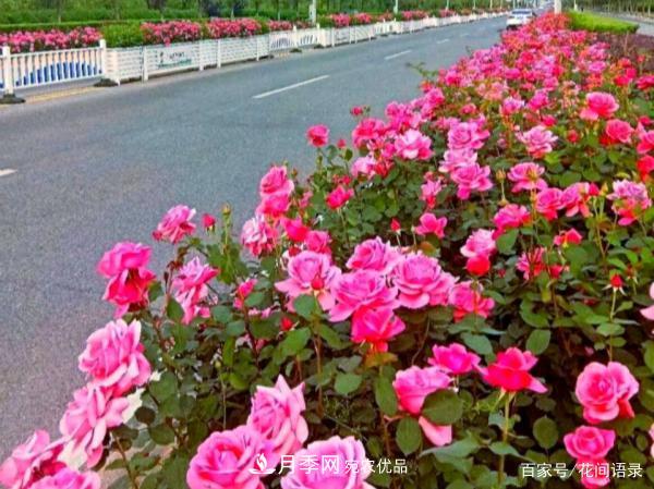 安徽铜陵公路旁种满大花月季，太漂亮绕路也要去看(图1)