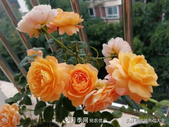 养多少月季，才能实现切花自由？这3棵就够了(图1)