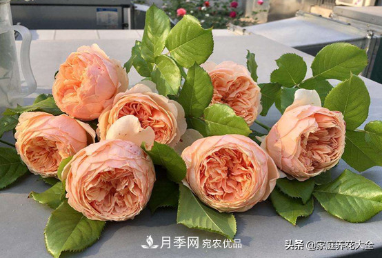 养多少月季，才能实现切花自由？这3棵就够了(图5)