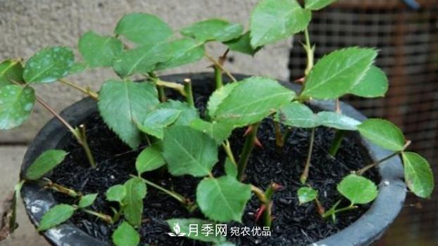 扦插月季花，几月最合适？掌握几个“关键点”，扦插都没问题(图2)