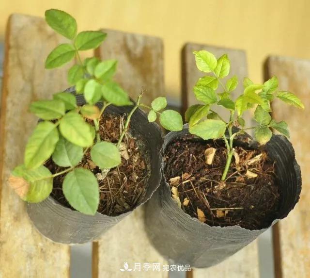 月季过冬做好这5点，来年春天长得旺，开花多到压弯枝头(图2)