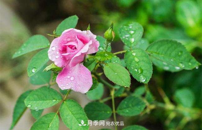 月季花的花语是什么？月季花的寓意和象征(图2)