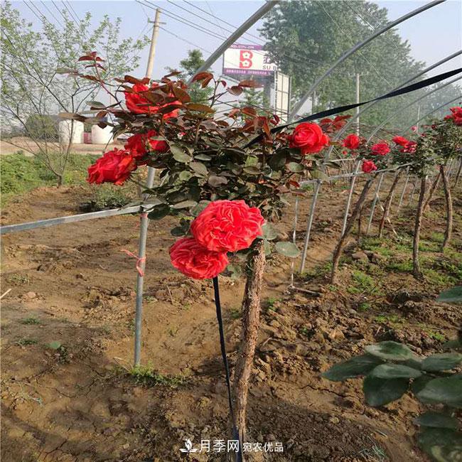 月季花的花语是什么？月季花的寓意和象征(图4)