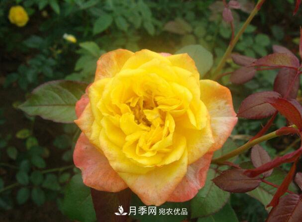 藤本月季与地被月季的品种介绍(图2)