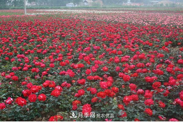 藤本月季与地被月季的品种介绍(图4)