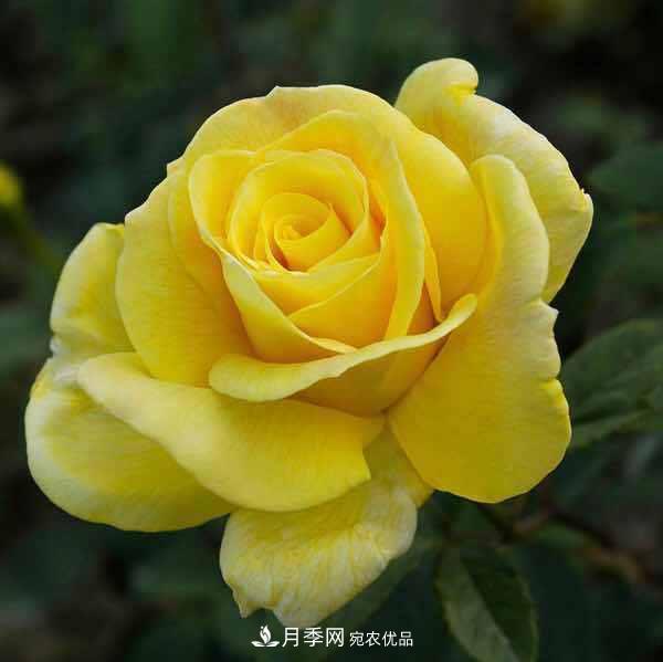 分享10种大花月季，每一款开花鲜艳香味清新(图9)