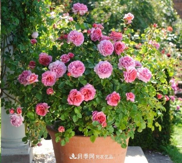 广东种月季，首选这15种，一年花开10个月！(图16)