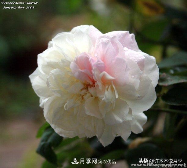 25个丰花浓香的波旁月季。拥有中国血统，不仅抗病还能做花墙(图6)