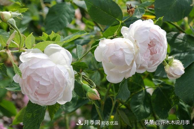 25个丰花浓香的波旁月季。拥有中国血统，不仅抗病还能做花墙(图8)