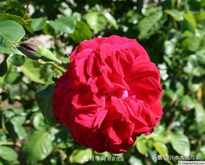 25个丰花浓香的波旁月季。拥有中国血统，不仅抗病还能做花墙(图10)