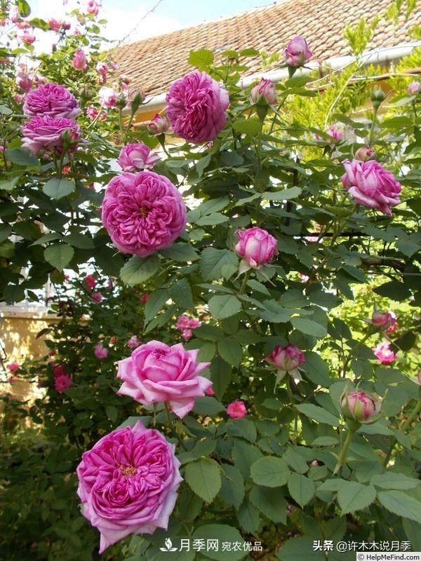 25个丰花浓香的波旁月季。拥有中国血统，不仅抗病还能做花墙(图12)