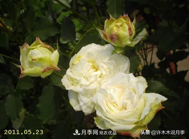 25个丰花浓香的波旁月季。拥有中国血统，不仅抗病还能做花墙(图19)