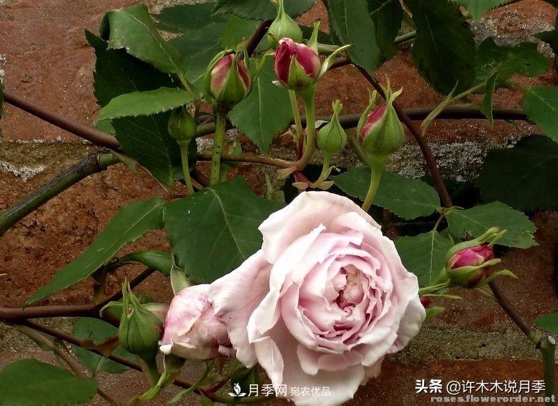 25个丰花浓香的波旁月季。拥有中国血统，不仅抗病还能做花墙(图24)
