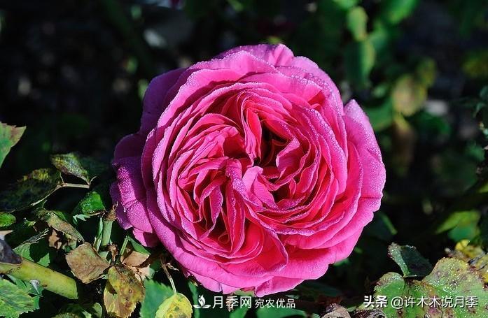 25个丰花浓香的波旁月季。拥有中国血统，不仅抗病还能做花墙(图28)