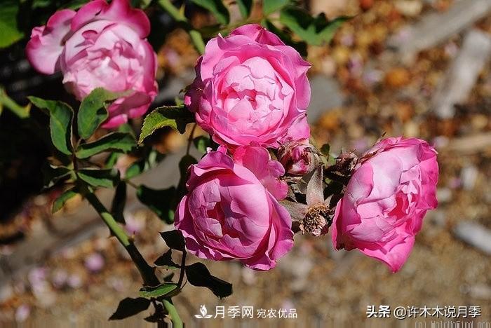 25个丰花浓香的波旁月季。拥有中国血统，不仅抗病还能做花墙(图36)