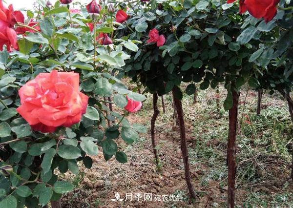 安徽月季树无根砧木嫁接该怎么做？(图1)