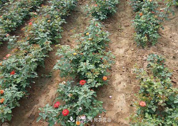 月季扦插后所需的温度湿度，干货分享(图1)