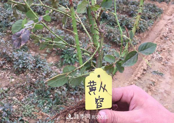 冬季最佳入苗期，提高月季裸根苗成活率6大绝招(图1)