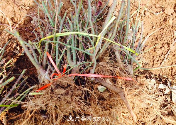 冬季最佳入苗期，提高月季裸根苗成活率6大绝招(图3)