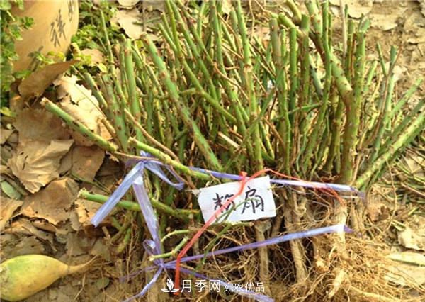 冬季最佳入苗期，提高月季裸根苗成活率6大绝招(图2)