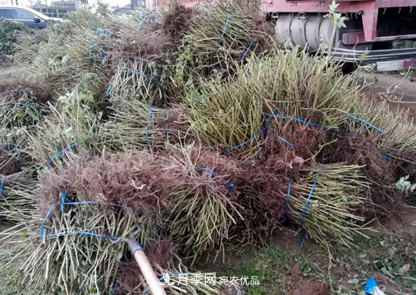 冬季最佳入苗期，提高月季裸根苗成活率6大绝招(图4)