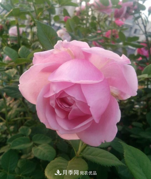 月季选苗这样做 少走弯路买好苗(图3) 月季选苗这样做 少走弯路买好苗(图3)