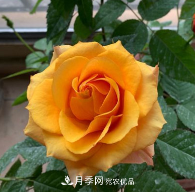 月季选苗这样做 少走弯路买好苗(图4) 月季选苗这样做 少走弯路买好苗(图4)